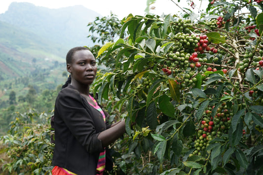 Uganda - Microlot Filter