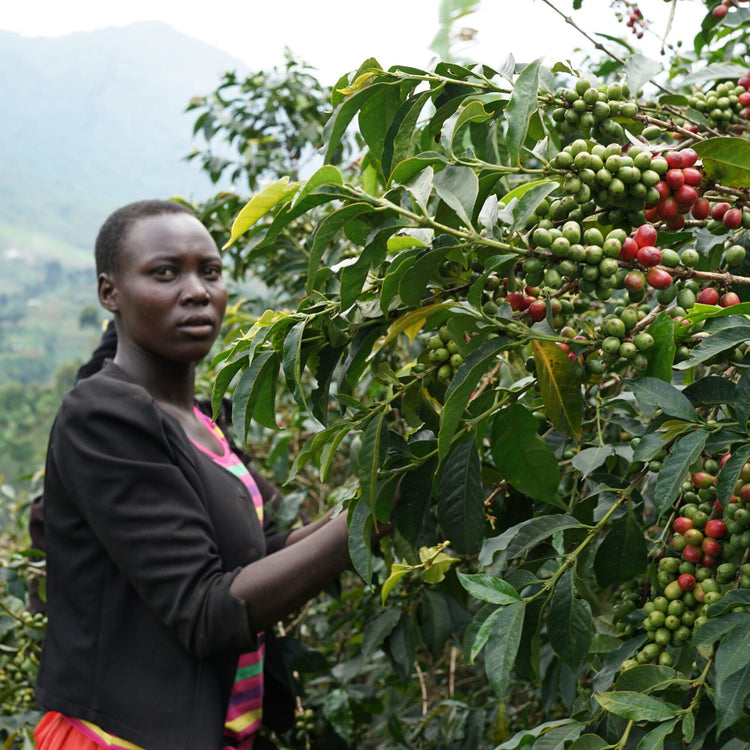 Uganda - Microlot