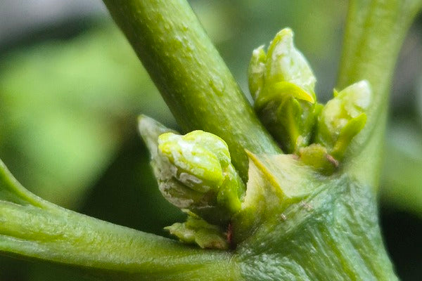 El Salvador Pasión Espresso & Filter