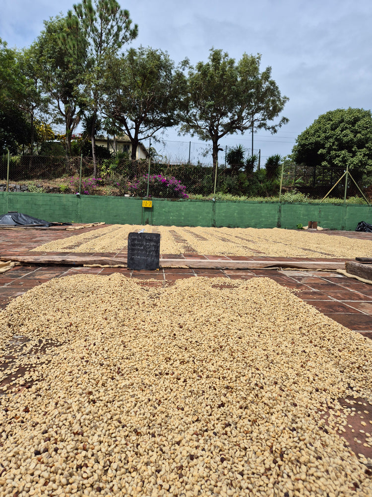 El Salvador Pasión Espresso & Filter